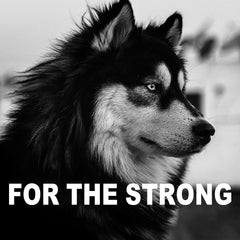 4-Pack Indestructible Chew Toys for Extra-Large Dogs - Aggressive Chewers, Durable Nylon Bone, Heavy Duty Long-Lasting Dog Toys for Large Breed & Strong Chewers
