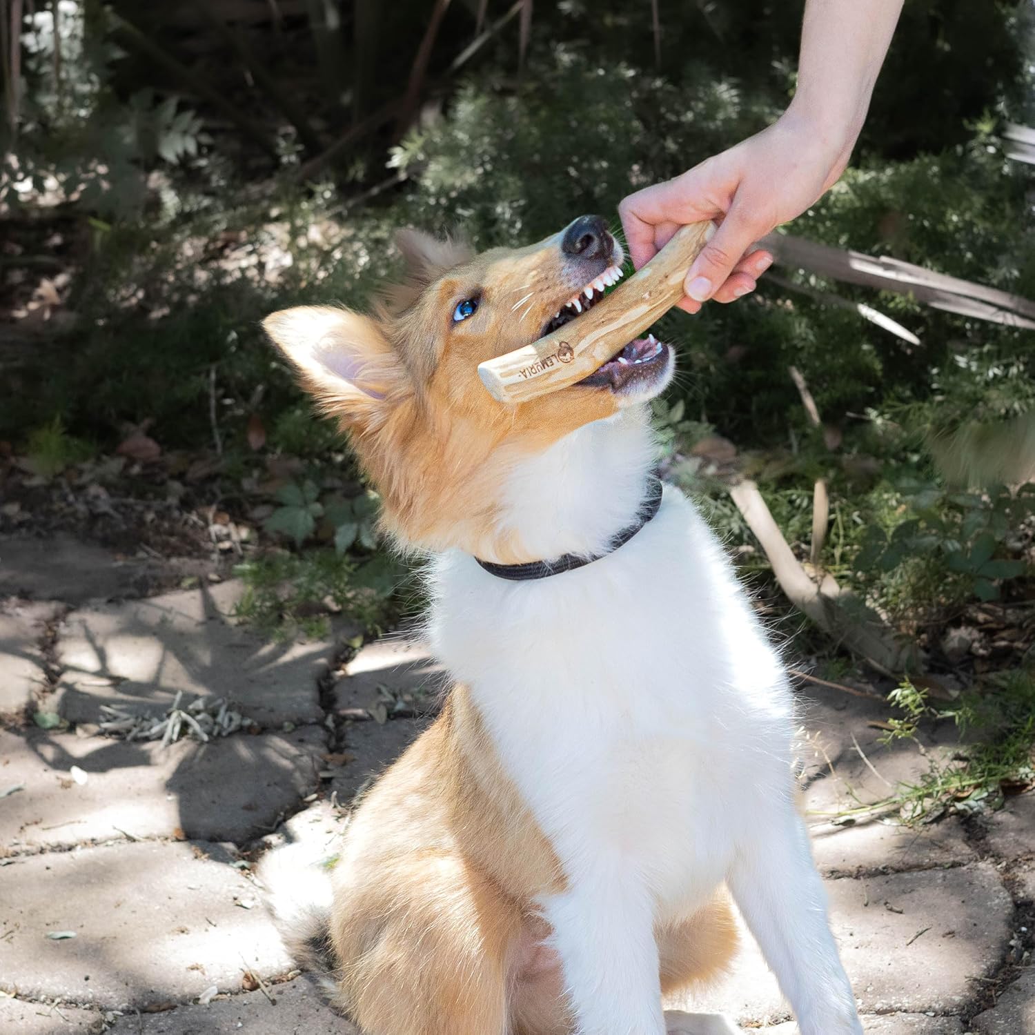lemuria Set of 3 Coffee Wood Dog Chew Stick Toy, Natural Durable Real Wooden Bone Sticks for Dogs, Safe Dental Cleaning Chews for Teething Puppy, Stress Relief for Large Giant Dogs (Extra Large)