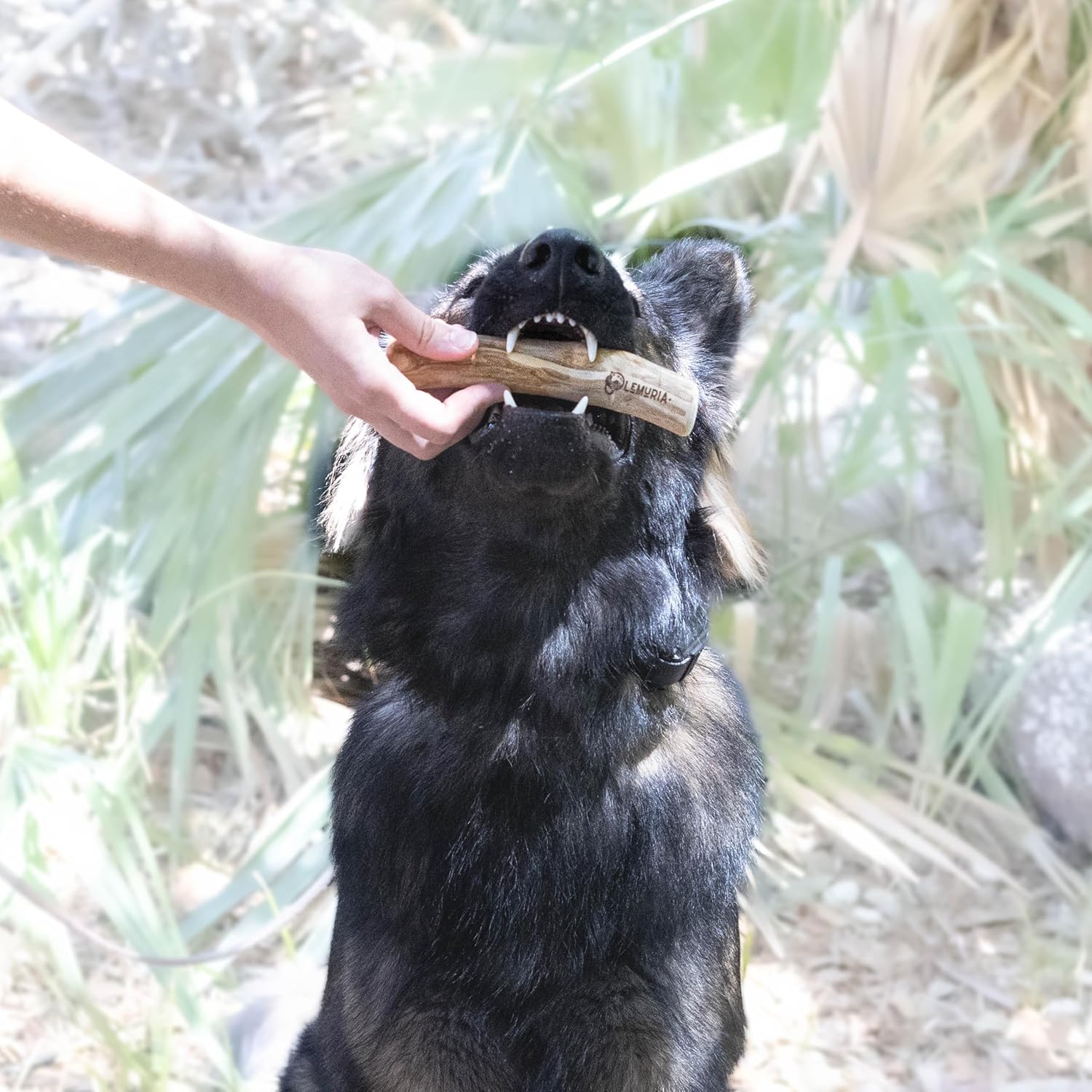 lemuria Set of 3 Coffee Wood Dog Chew Stick Toy, Natural Durable Real Wooden Bone Sticks for Dogs, Safe Dental Cleaning Chews for Teething Puppy, Stress Relief for Large Giant Dogs (Extra Large)